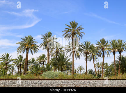 Mecca, California, USA - May 26, 2015: Palm trees at a date farm near California State route 111. Stock Photo