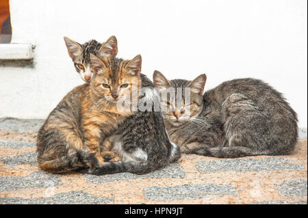 three cute, young, sleepy cats in the street, snuggling together Stock Photo