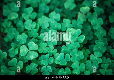 Field of a green clover background. Clovers three leaf. Day of St Patrick concept Stock Photo
