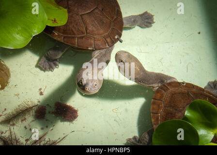 Rote Island's endemic snake-necked turtles (Chelodina mccordi) at a licensed ex situ breeding site in Jakarta, Indonesia. Stock Photo