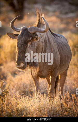 A lone Wildebeest ( Connochaetes Taurinus) in magical Kgalgadi afternoon light Stock Photo