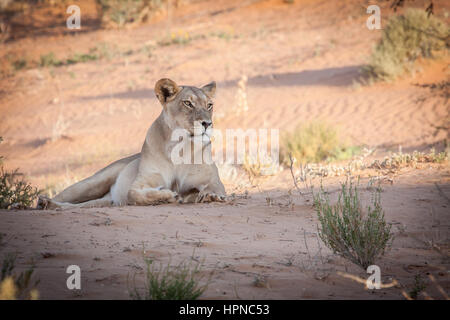 A very beautiful adult lioness ( Panthera leo) laying on top of a red dune in the Kgalagadi Transforntier Park. Stock Photo