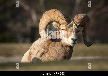 Big Horn sheep ( Ovis canadensis) resting on a small grass slope Stock Photo