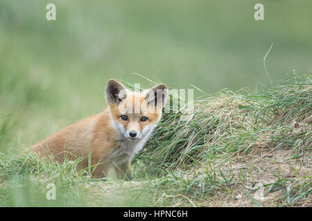 A very curious Red Fox pup ( Vulpes vulpes) peeping out of its den. Stock Photo