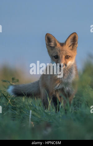 A young Red fox kit  (Vulpes vulpes) exploring life outside the den. Stock Photo