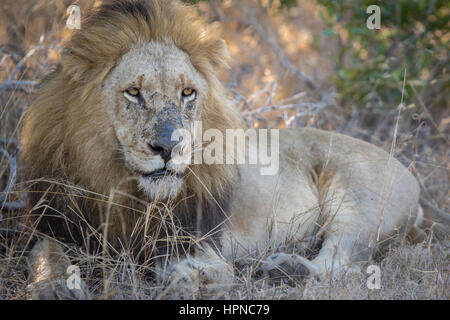 A very impressive male lion  (Panthera leo) laying in the shade of a tree. Stock Photo