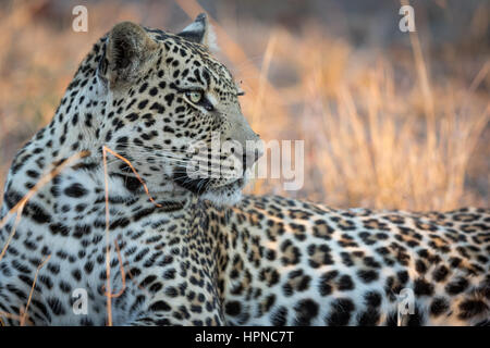 Beautiful leopard ( Panthera pardus) resting in the shade of a Marula tree Stock Photo