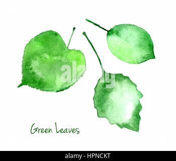 Vector set of green summer watercolor leaves isolated on white background for you eco design. Abstractwatercolour paper grain textured leaves. Stock Vector