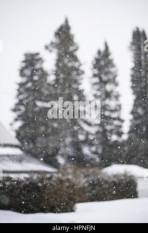 Snow fall with snow in focus and trees in background blurred Stock Photo