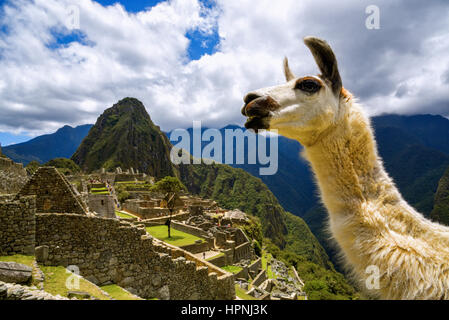 Llama in front of Machu Picchu near Cusco, Peru. Machu Picchu is a Peruvian Historical Sanctuary. Stock Photo