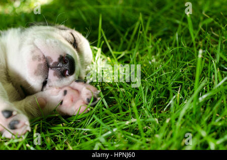 Adorable mixed breed puppy sleeping in the grass. Stock Photo