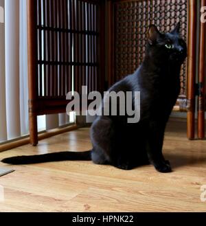 Indoor black cat sitting on floor. Stock Photo