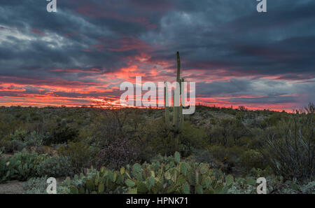 Saguaro and Prickly Pear cacti stand against setting sun near Tucson Arizona Stock Photo