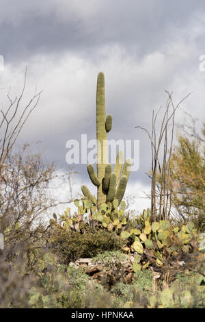 Saguaro cactus plant stands against storm clouds over Santa Catalina Mountains near Tucson Arizona Stock Photo