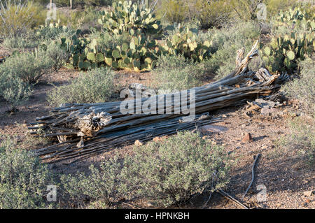 Skeleton or interior of dead saguaro cactus plant in National Park West near Tucson Arizona Stock Photo