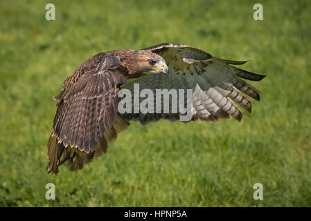 Red tailed hawk on the grass with its wings spread protecting its prey, with feathers on its beak and on the grass Stock Photo