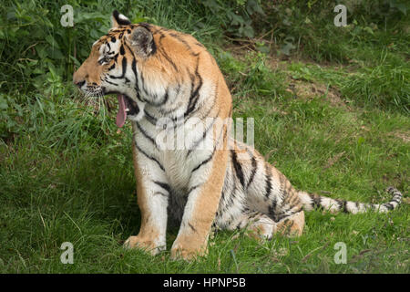 A tiger sitting on grass sideways yawning with mouth open in profile portrait Stock Photo