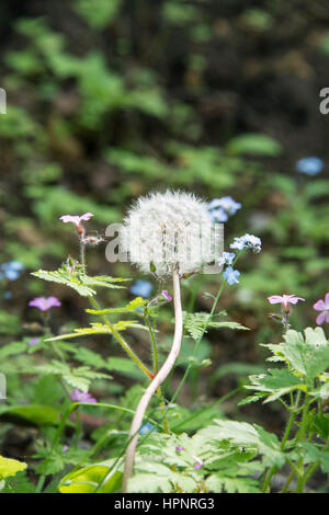 A common dandelion  Taraxacum officinale  with seeds missing Stock Photo