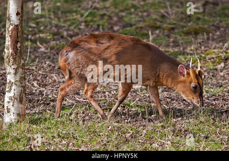 Chinese Muntjac Deer Muntiacus reevesi Droppings Stock Photo: 66245609 ...