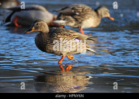 A female mallard duck walking on a frozen pond in winter Stock Photo