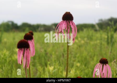 Pale Purple Cone Flower Stock Photo