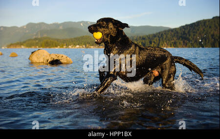 Black Labrador Retriever dog running through water with ball Stock Photo