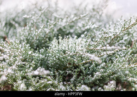 Snow flakes on juniper tree macro closeup Stock Photo