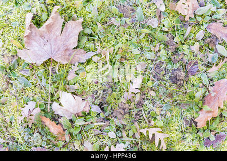 Colourful leaves background, close up with green colours Stock Photo