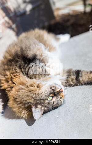 Fluffy, large cat lying on back stretching outside Stock Photo