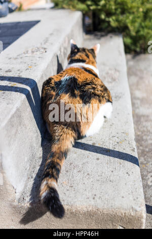 Calico cat sitting on outdoor stone step in front yard with tail Stock Photo
