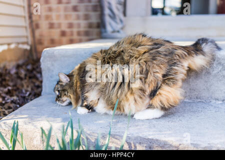 Fluffy, large maine coot cat hunting outside Stock Photo