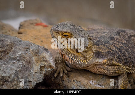 portrait of bearded dragon. head of a large gray lizard. Drago Barbuto Stock Photo