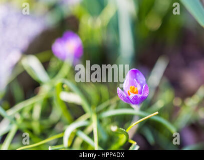 One crocus winter spring flower in bright sunlight with dew water drops Stock Photo