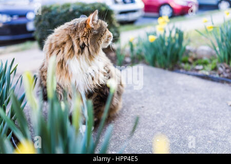 Maine coot cat sitting outside in spring by daffodils Stock Photo