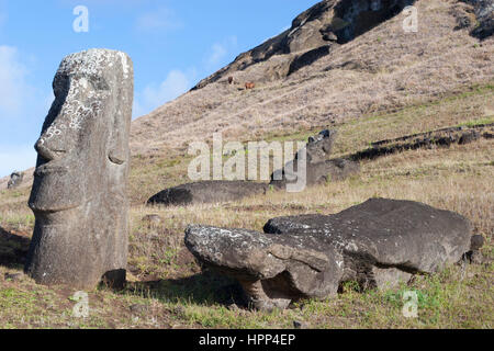 Standing and fallen moai in Rano Raraku moai quarry on Easter Island Stock Photo