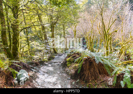 Trail through forest with fern, alpine vegetation, Mount Aspiring National Park, Otago, Southland, New Zealand Stock Photo