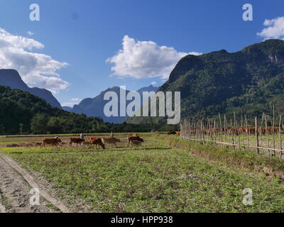 Cattle on dry rice fields in mountain landscape Stock Photo