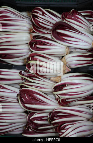 background of red chicory called Radicchio Rosso di Treviso in Italy for sale in the greengrocer Stock Photo