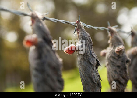 Dead European Moles (Talpa europaea) hung on barbed wire by a mole catcher, Northumberland, England, UK Stock Photo