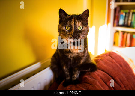 A tortoiseshell cat perches on the back of an armchair and stares into the camera in Dulverton, Somerset, UK. Stock Photo