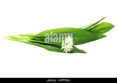 ramson isolated on white background Stock Photo