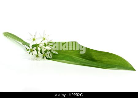 ramson isolated on white background Stock Photo