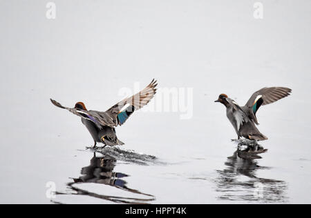 Couple of common teals land in a lake Stock Photo