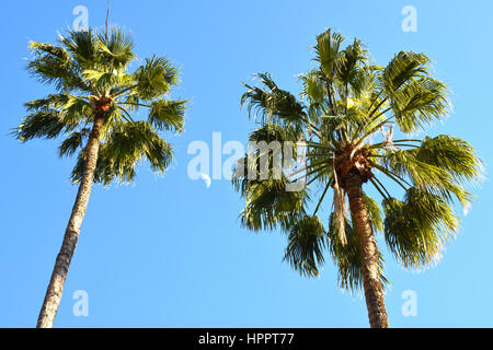Mexican Fan Palm, Moon between palm trees Stock Photo