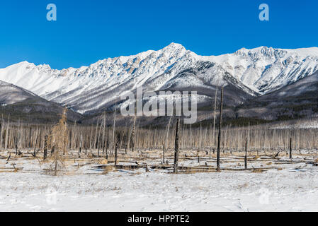 Fire burned trees in winter, Kootenay Plains, Alberta, Canada Stock Photo