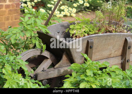 Ornate wooden wheelbarrow surrounded by green plants in the garden Stock Photo