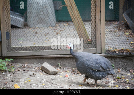 Close up of a guineafowl in a cage Stock Photo