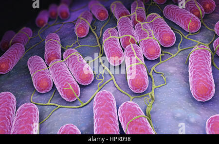 Culture of Salmonella bacteria. 3D illustration Stock Photo