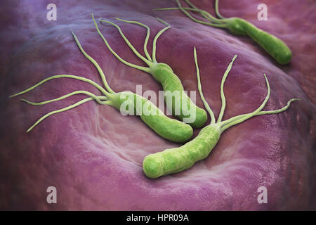 Helicobacter Pylori is a Gram-negative, microaerophilic bacterium found in the stomach. 3D illustration Stock Photo