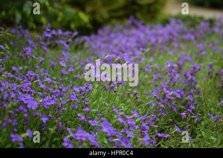 Browallia Speciosa flowers. Depth of field / bokeh. Stock Photo